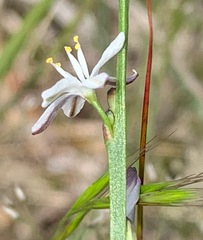 Caesia parviflora parviflora
