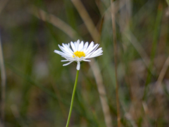 Brachyscome basaltica