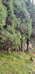 Juniperus