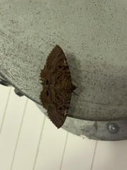 Speiredonia spectans