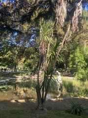 Yucca gigantea