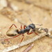Dolly Ant - Photo (c) Reiner Richter, some rights reserved (CC BY-NC-SA), uploaded by Reiner Richter