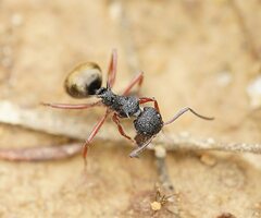 Dolichoderus doriae