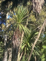 Yucca gigantea