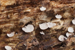 Panellus pusillus