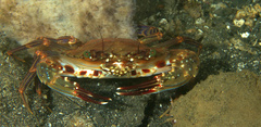 Charybdis natator