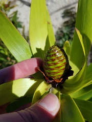 Leucadendron microcephalum