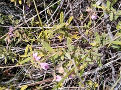 Thomasia petalocalyx