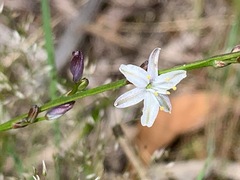 Caesia parviflora parviflora
