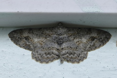 Myrioblephara
