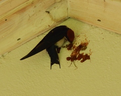 Hirundo smithii