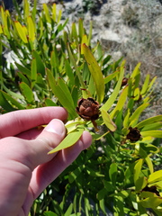 Leucadendron microcephalum