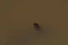 Euphlyctis cyanophlyctis