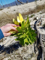 Leucadendron microcephalum