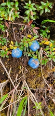 Gaultheria trichophylla