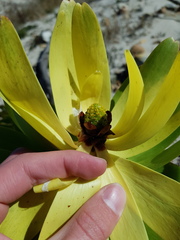 Leucadendron microcephalum