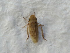 Aphrodes