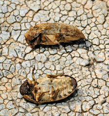 Dermestes