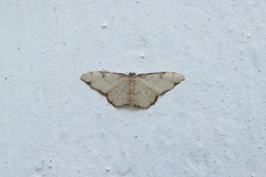 Idaea protensa