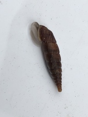 Alinda biplicata