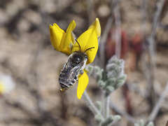 Eucera maroccana