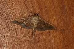 Diacme elealis