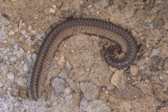 Paracortinidae