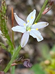 Caesia parviflora parviflora