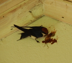Hirundo smithii