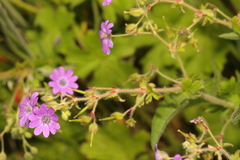 Geranium pyrenaicum