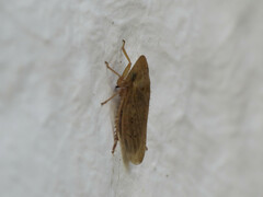 Aphrodes
