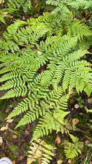 Dryopteris