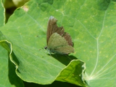 Eicochrysops hippocrates