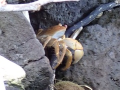 Geograpsus crinipes