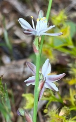 Caesia parviflora parviflora