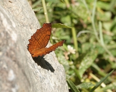 Ariadne ariadne
