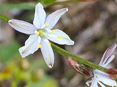 Caesia parviflora parviflora