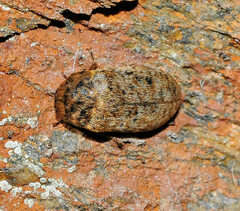 Dermestes