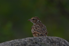 Mirafra erythroptera