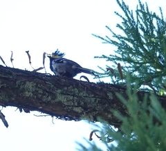 Machlolophus spilonotus