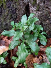 Memoremea scorpioides