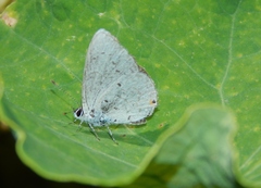 Eicochrysops hippocrates