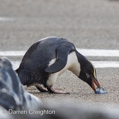 Eudyptes pachyrhynchus