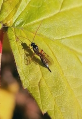 Itoplectis