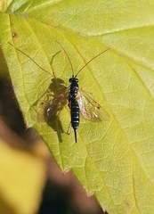 Itoplectis