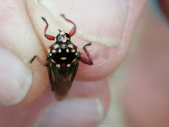 Hippobosca rufipes