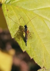 Itoplectis