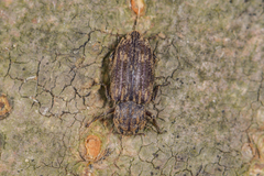 Dastarcus helophoroides