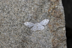 Idaea humeraria