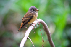 Muscicapa ferruginea